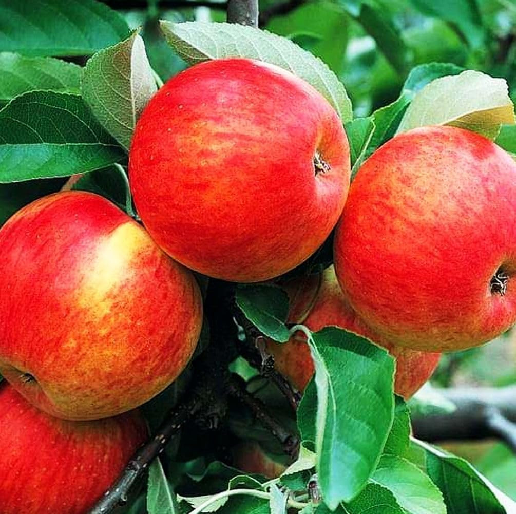 100 pcs Apple Tree Seeds Honey Crisp Honey Crunch Pomme Pommier Fruit Plant B…