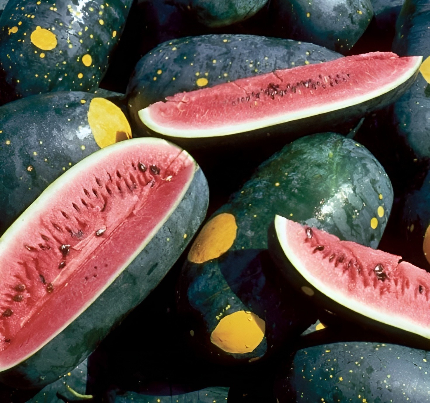 30 Heirloom Moon&Stars Red Watermelon Seeds – HUGE Up To 30lb Super Sweet Melon