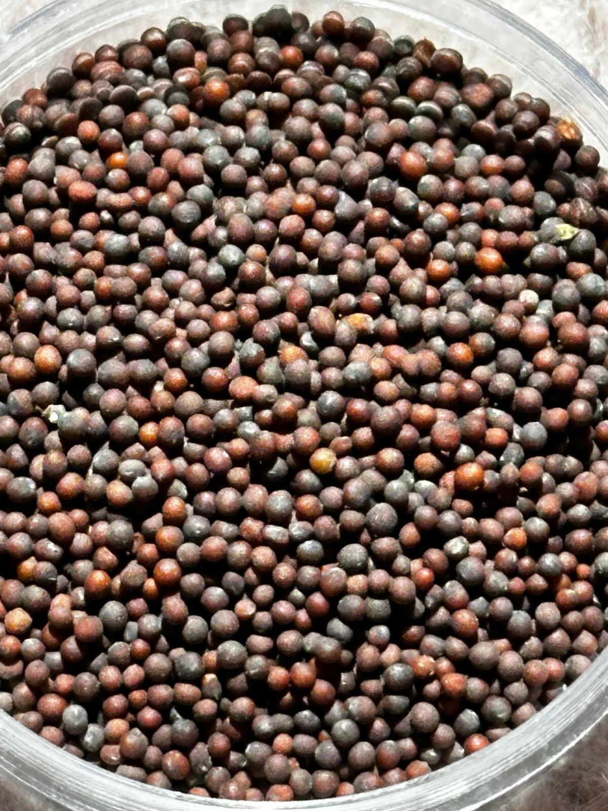 Mizuna Mustard Greens Seeds, Organic Japanese Heirloom Mustard Seeds,ミズナ 水菜