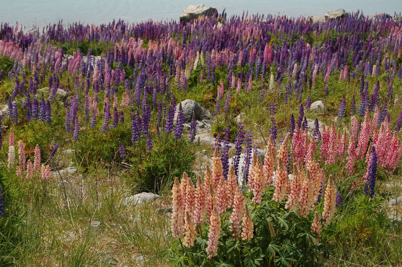 35 SEEDS – RUSSELL LUPINE, PERENNIAL flower GroCo USA – BUY ANY 15-SHIPS FREE