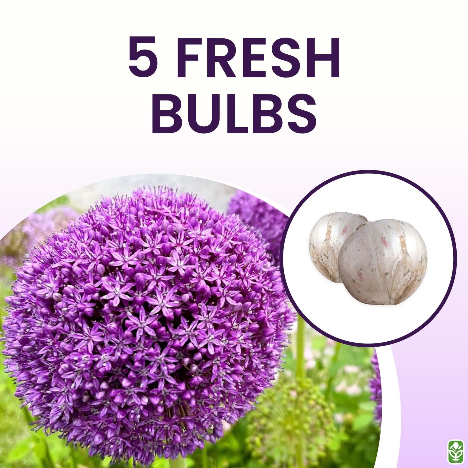 Allium Bulbs for Planting – 5 Large Bulbs – Purple Sensation Plant 30″- Alliu…