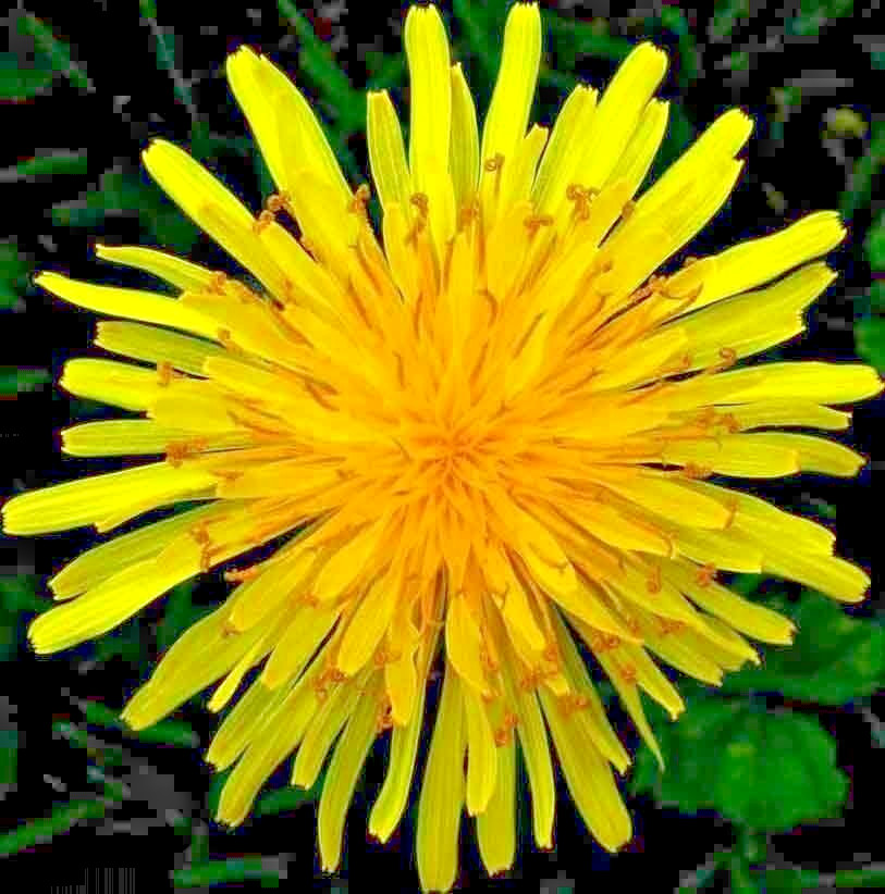 1000+ DANDELION SEEDS AUTUMN MICROGREENS SALADS HERB ORGANIC PERENNIAL NON-GMO
