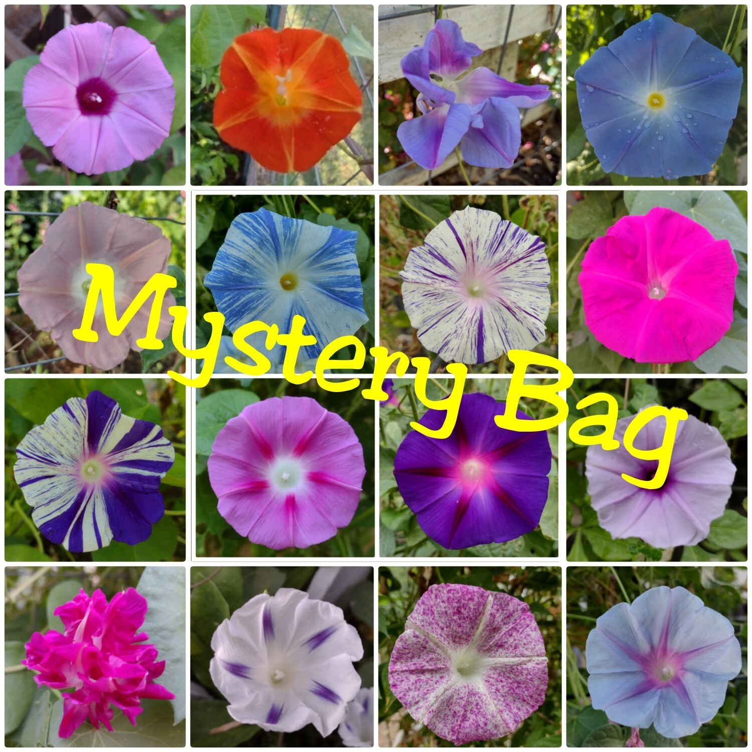 100+ Morning Glory Seeds Mystery Mix | Purple/Blue/Orange/Red/Pink/White/Striped