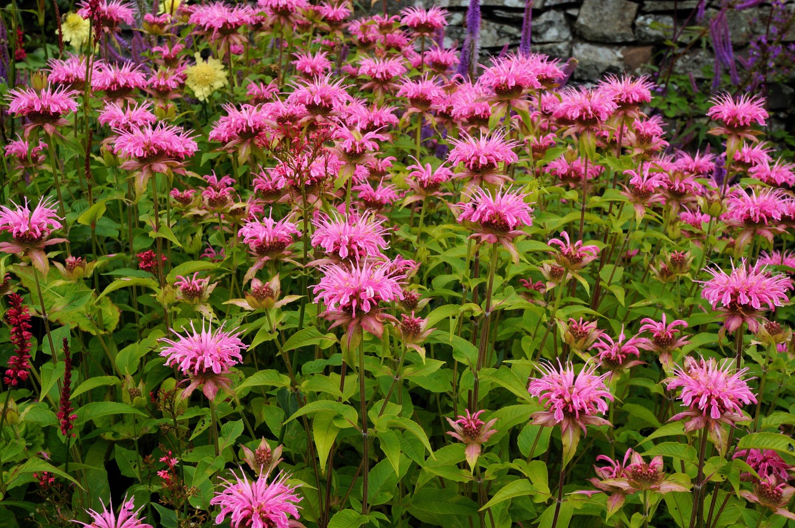 25 BEE BALM MIX Lemon Hummingbird Mint Monarda Didyma Mixed Colors Flower Seeds