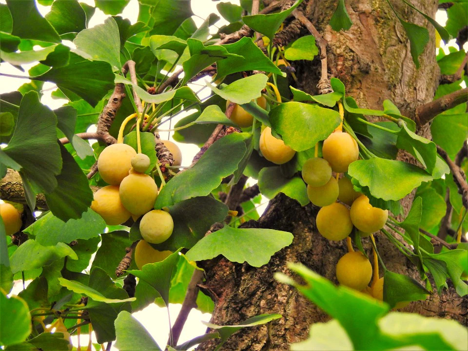 Ginkgo Biloba Tree Seeds | Maidenhair Nuts Perennial Seed For 2024 Fast Shipping