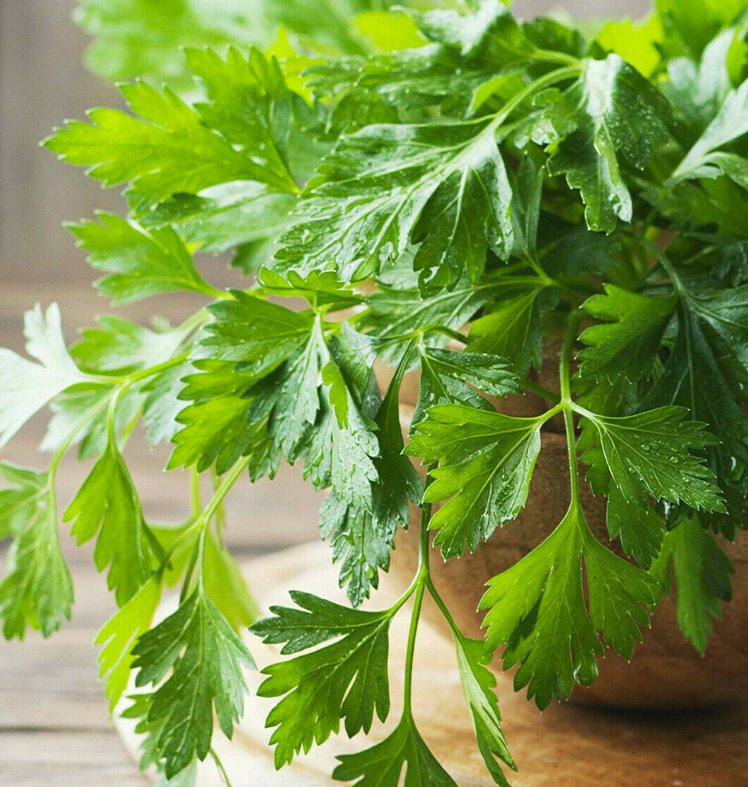 Giant Italian Flat Leaf Parsley Seeds | For Planting Huge Herb Garden Seed 2024