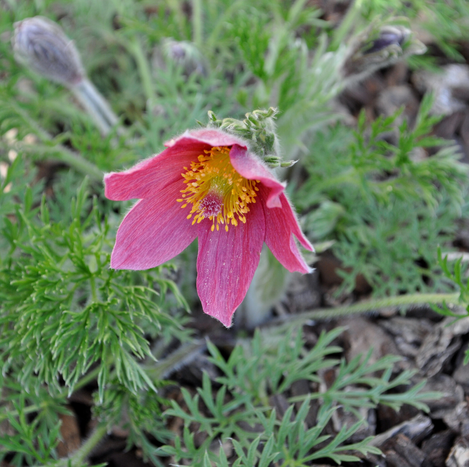 Perennial Rose Bells Pasque Flower Pink Pulsatilla Vulgaris Seeds 20 Seeds