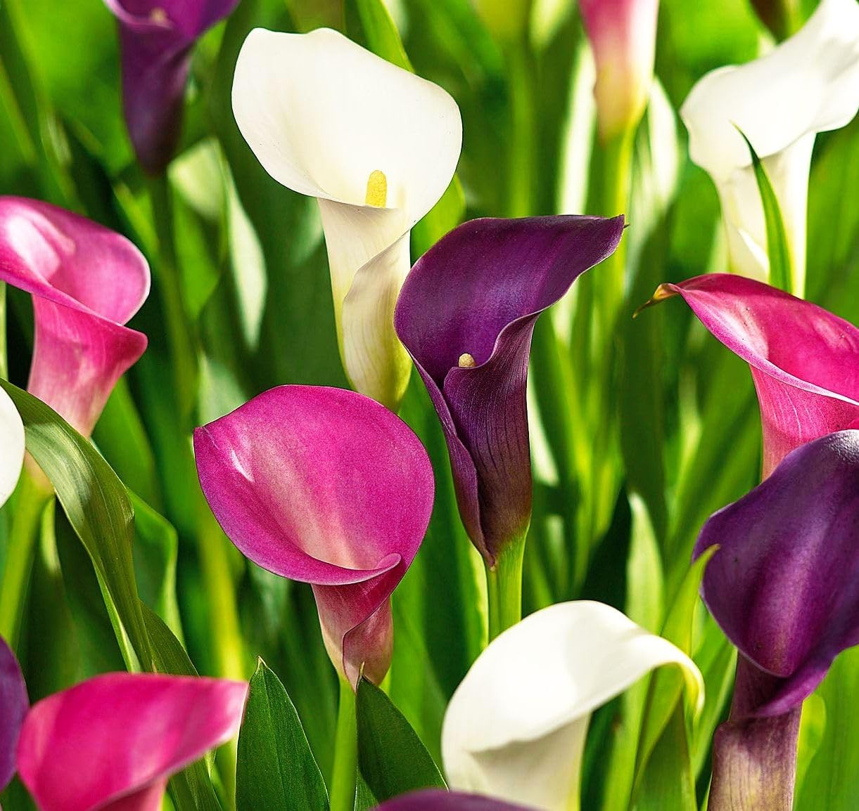 Rare 100Pcs White Pink Red Purple Calla Lily Seeds Beautiful Flowers Mix Colo…