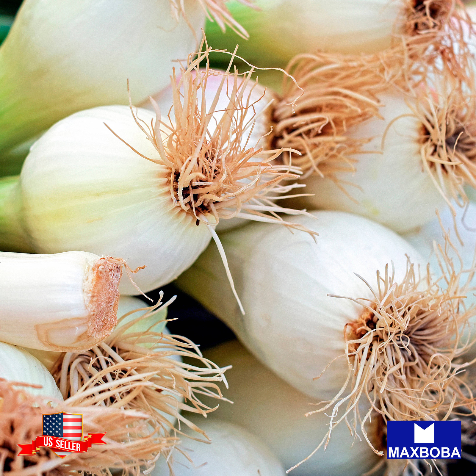 Fresh!!Onion Seeds – Bunching – Tokyo Long White Non-GMO Heirloom Vegetable