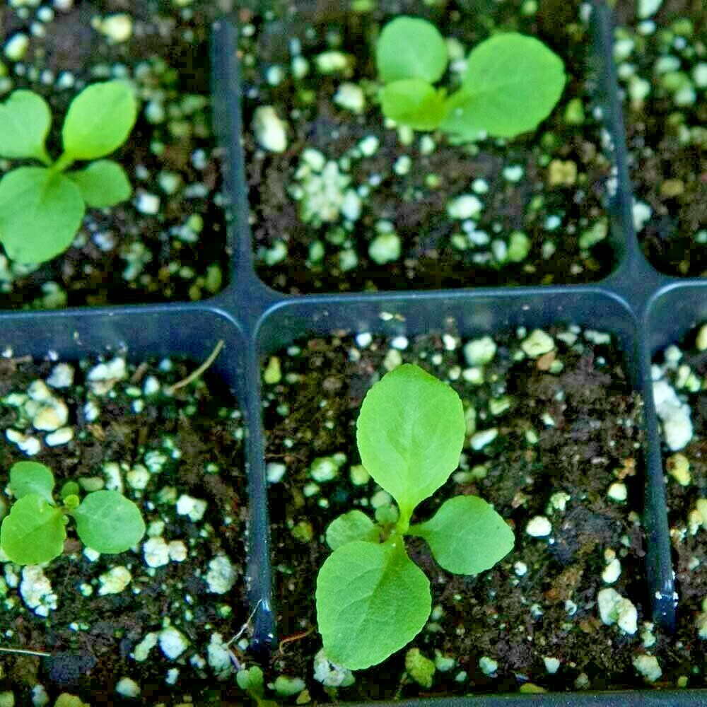 300+GREAT BLUE LOBELIA Seeds Native Wildflower Poor Soils Shade Garden Heat Cold