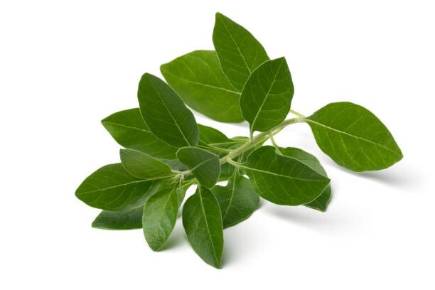 10 Ashwaganda Indian Ginseng Seeds