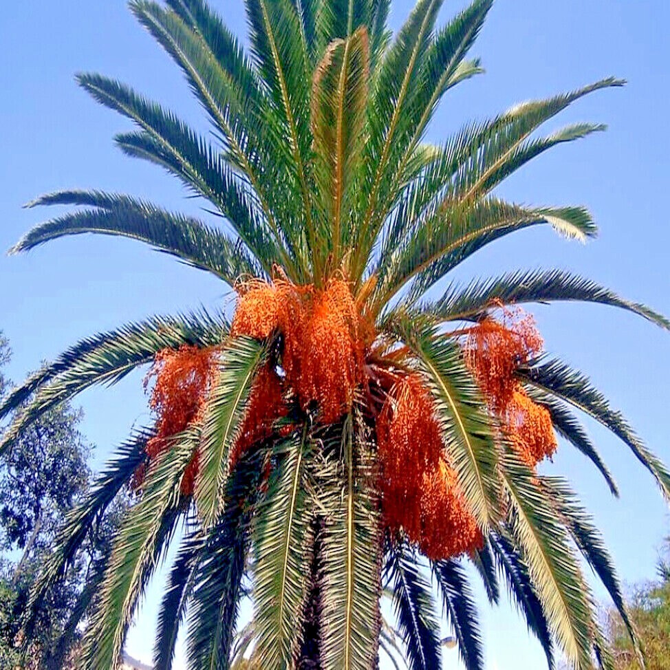 10 CANARY ISLAND DATE PALM Tree Seeds (Phoenix Canariensis) Hardy Fruit Plant