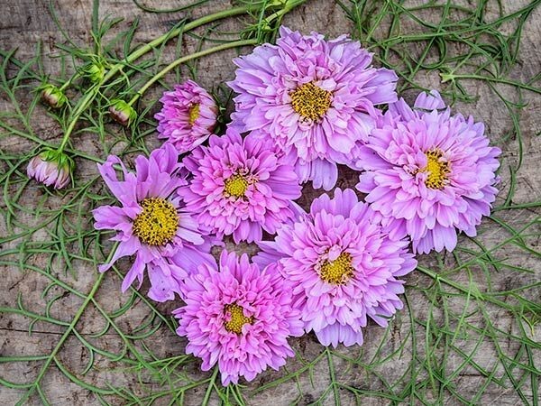 50 Cosmos Double Dutch Rose seeds
