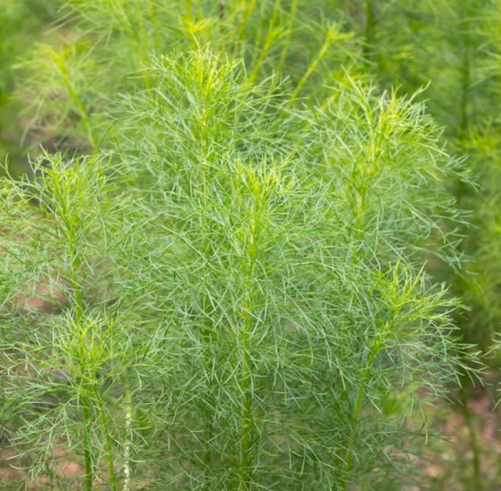 1000 Cumin Seed, Heirloom, Non-GMO, Herb Seed for Growing (1,000 Seeds)