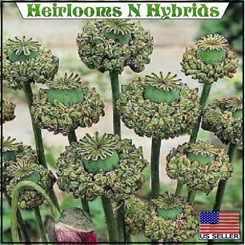 5,000+ Organic Hens and Chicks Papaever Somniferum Poppy Seeds For Planting