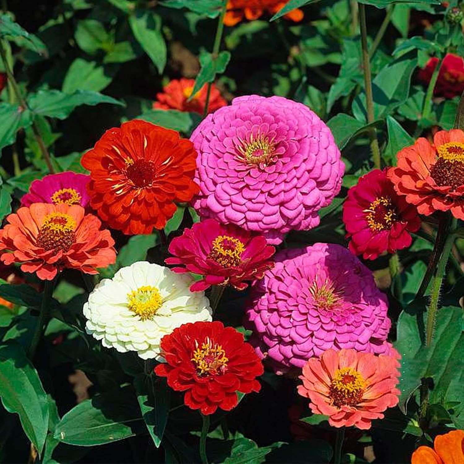 Zinnia Seeds Bulk 10,000+ | Mixed Colors | High Germination
