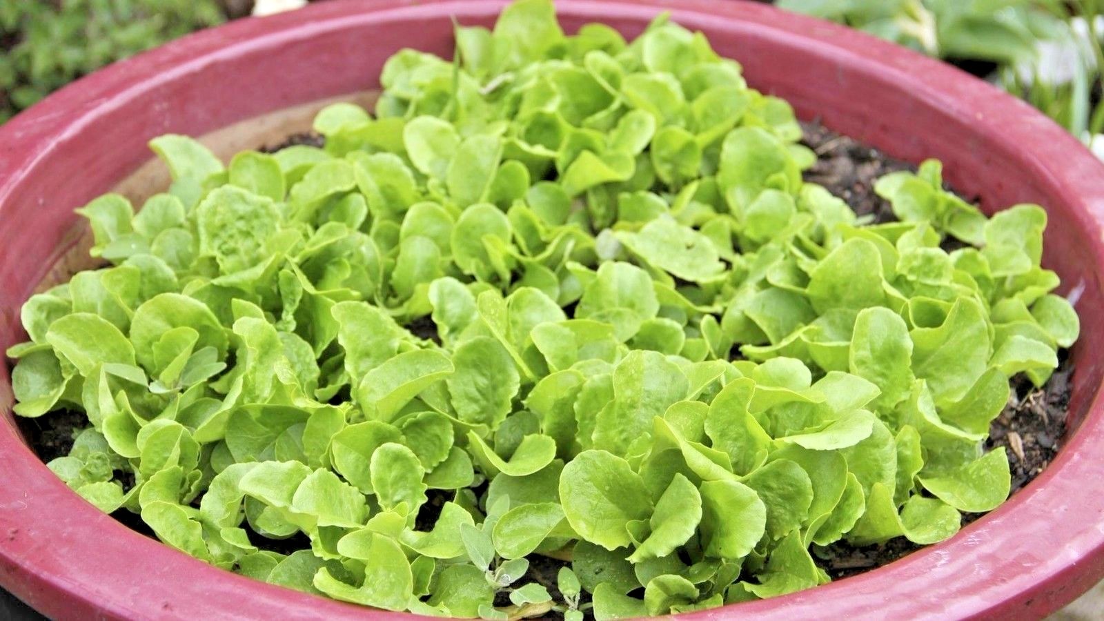 601+BIB BUTTERCRUNCH Lettuce Seeds Organic Vegetable Garden Container Fast Easy