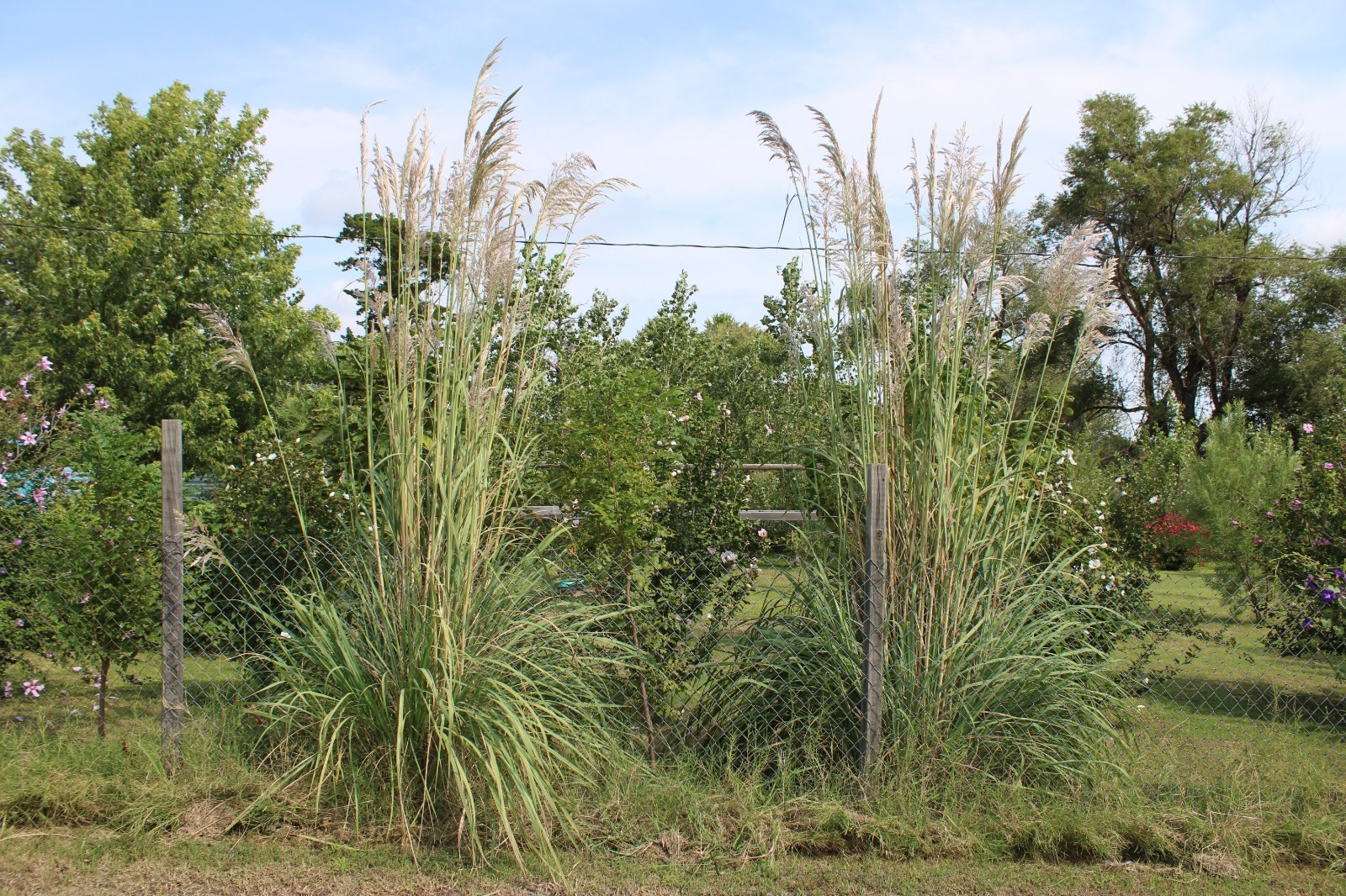 1000+ Ornamental Pampas Grass Seeds Perennial Drought Hardy Fast Growers 10 Feet