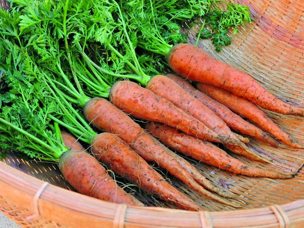 401+DANVERS CARROT Seeds Organic Heirloom Vegetable Garden Container Heavy Soils