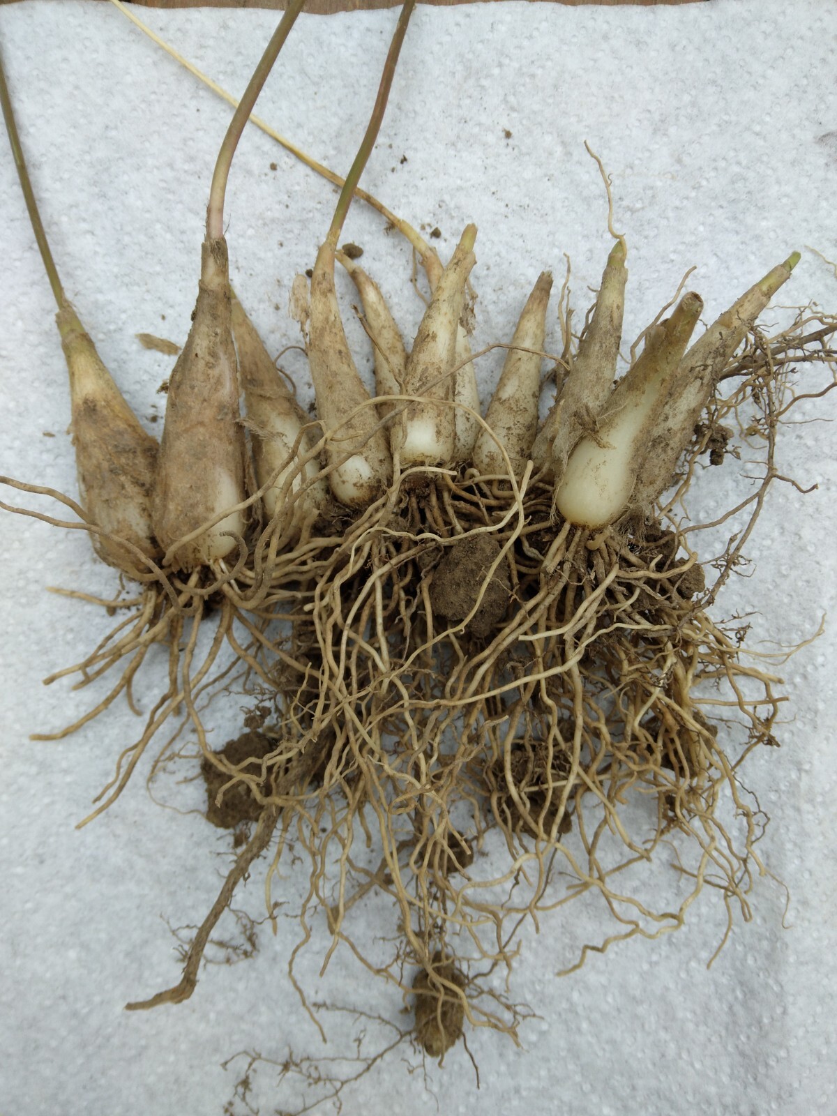 30 wild leek bulbs (ramps) for planting