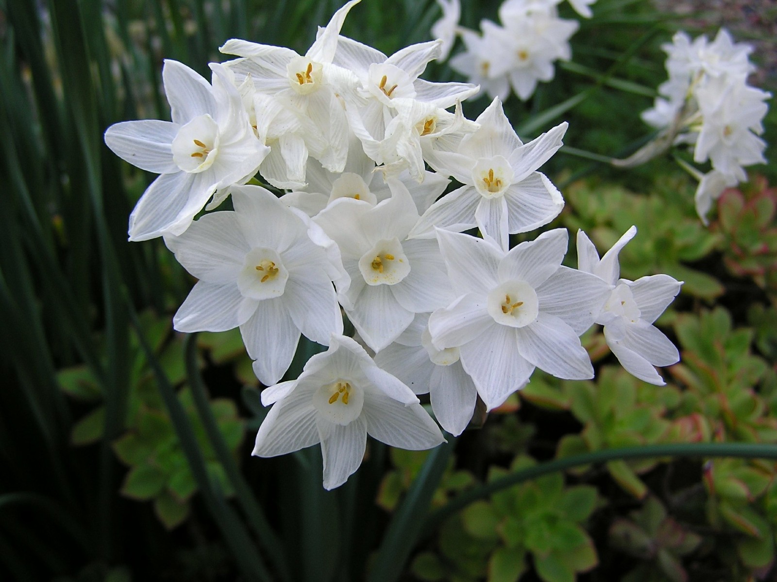 8 Paperwhite Narcissus Flower Bulbs ready to plant