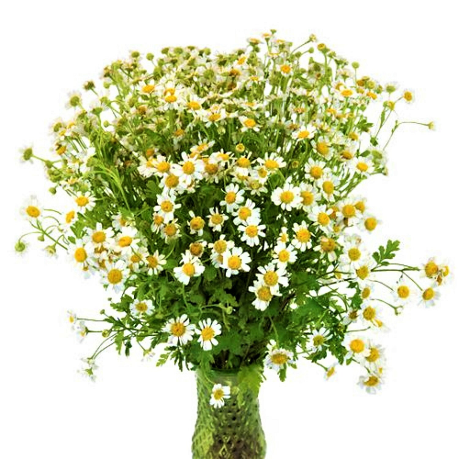 Chamomile 3500+ Seeds, Teas + Medicine