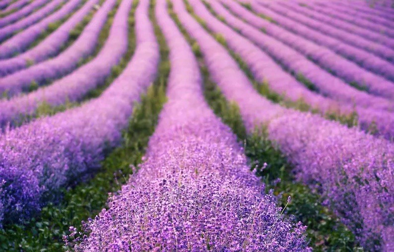 15 LAVENDER VERA SEEDS 🪻 | ENGLISH| MOSQUITO REPELLENT | FREE SHIPPING