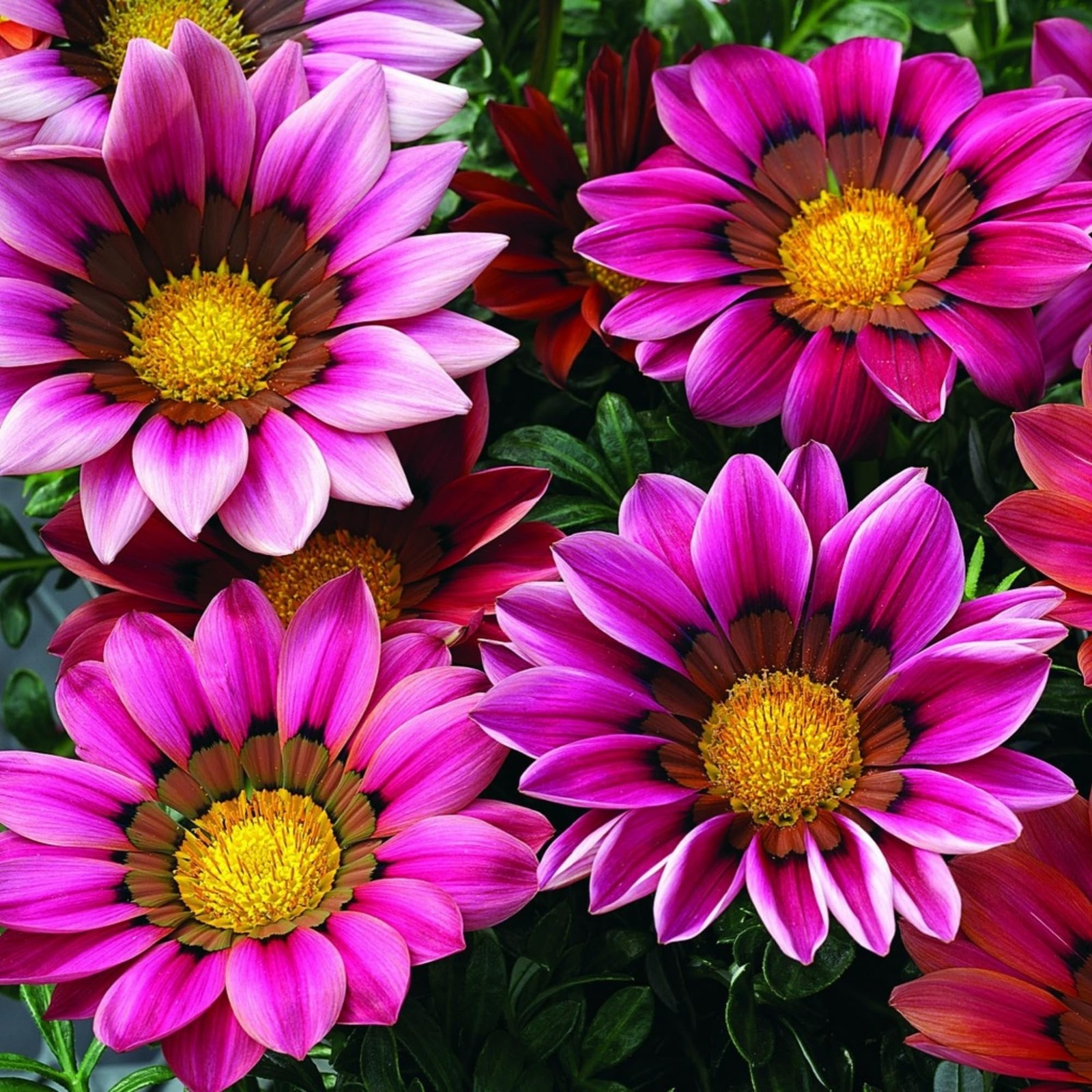 350+ Mix Gazania Seeds for Planting Heat & Drought Tolerant Garden
