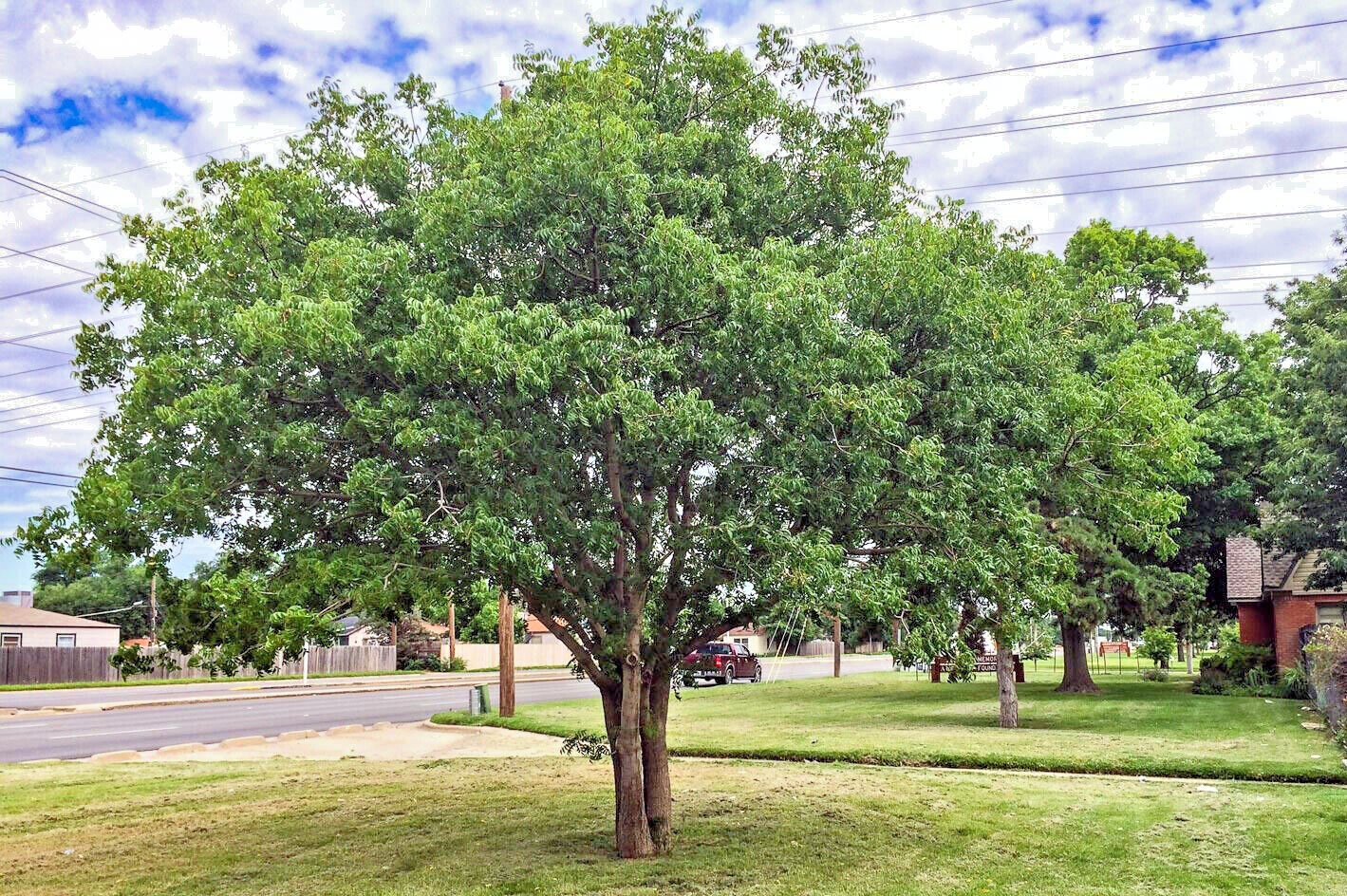PERSIMMON TREE SEEDS Diospyros Virginiana SUGAR PLUM Fruit Plant COLD HARDY 4-9
