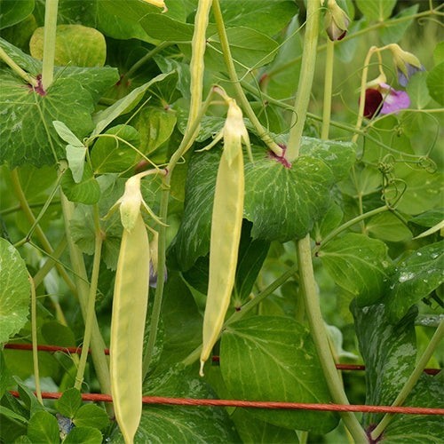 Yellow Pea Seeds (30) / Bush Bean / Rare / cool weather