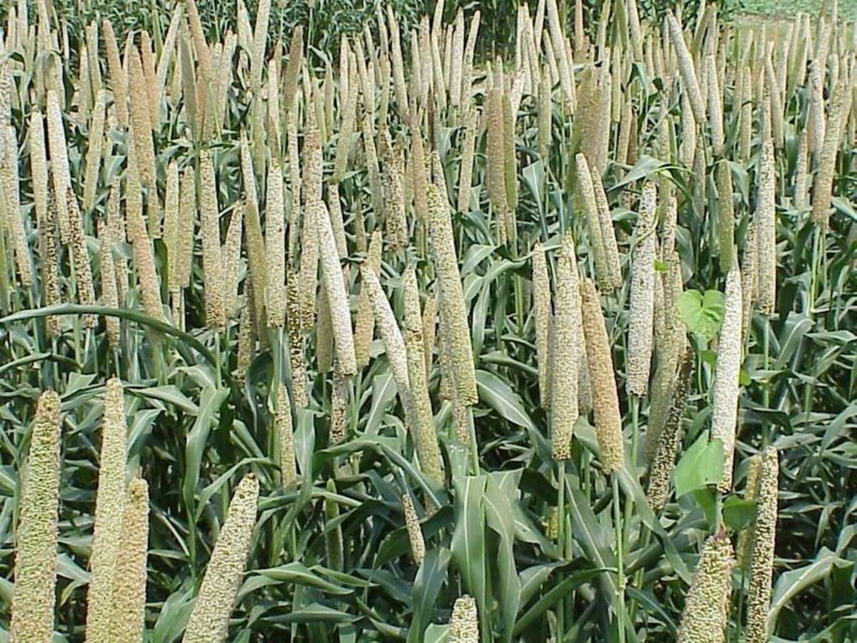 Pearl White Millet Seed – 50 lb Warm-Season Forage, Food Plot & Cover Crop