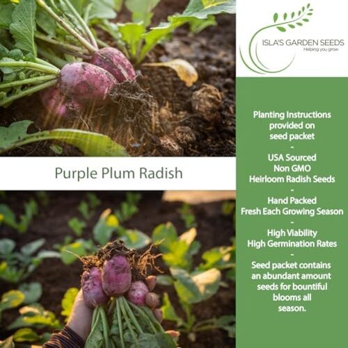 Purple Plum Radish Seeds (Raphanus sativus) – 150+ Heirloom Non-GMO Seeds by