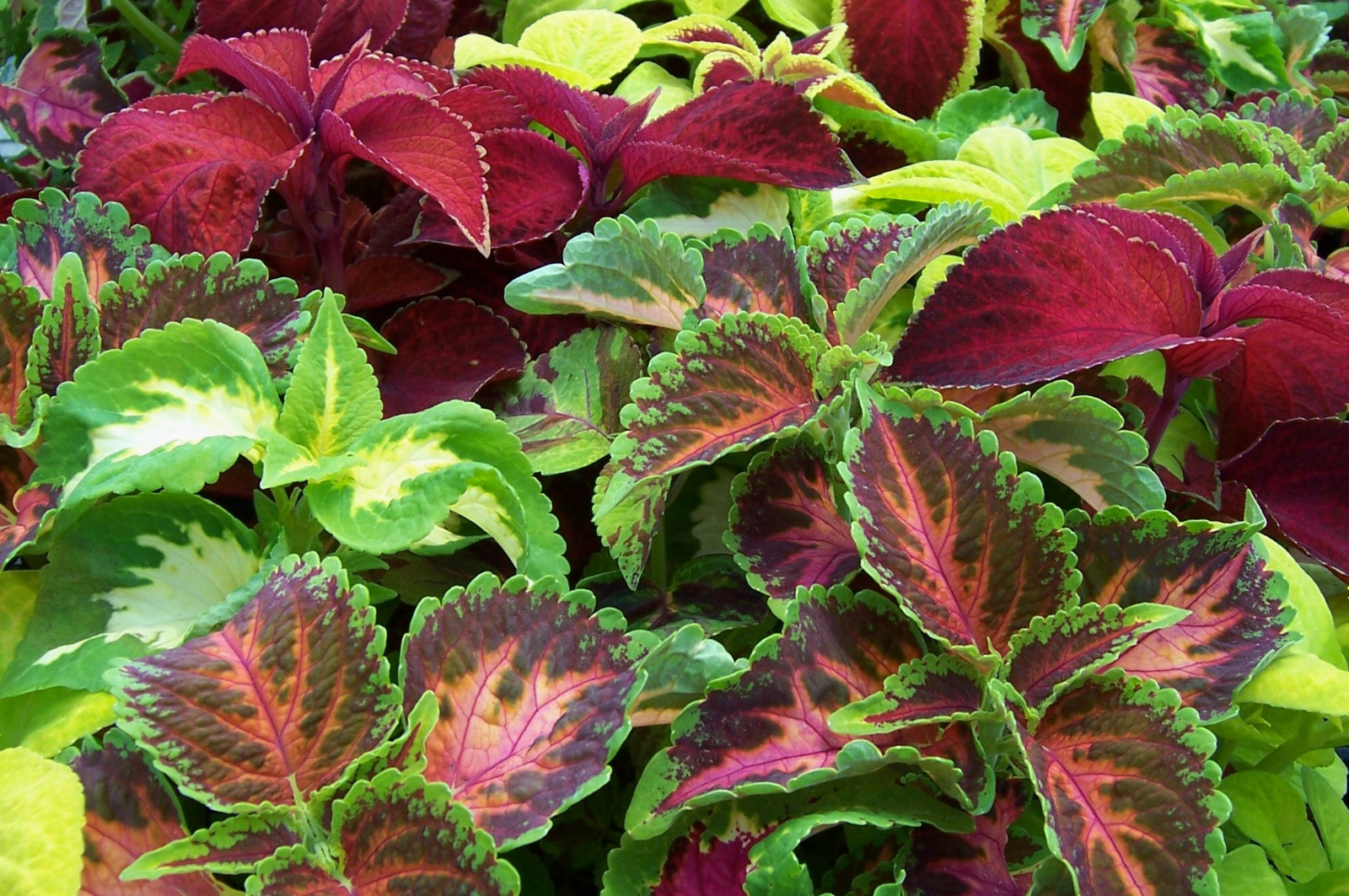 coleus COLORFUL SHADE FOLIAGE flowr 435 seeds GroCo* USA BUY ANY 10 – SHIPS FREE