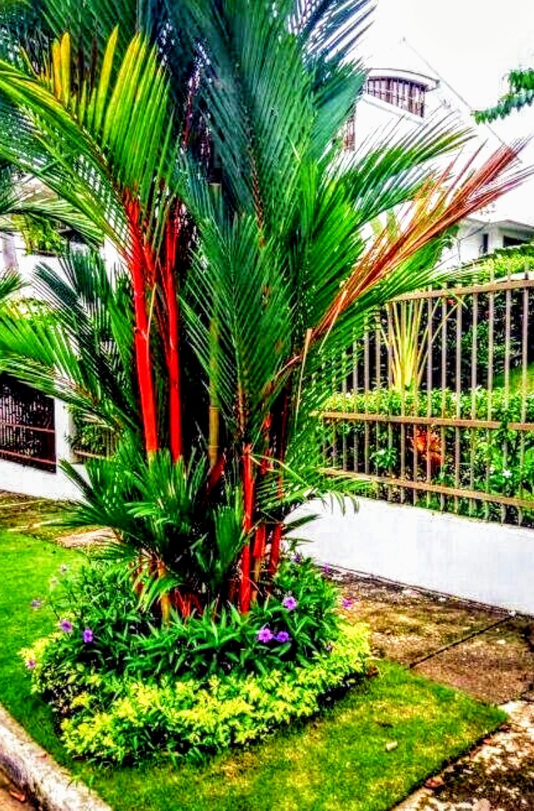 8-RED SEALING WAX PALM SEEDLINGS (Cyrtostachys renda)