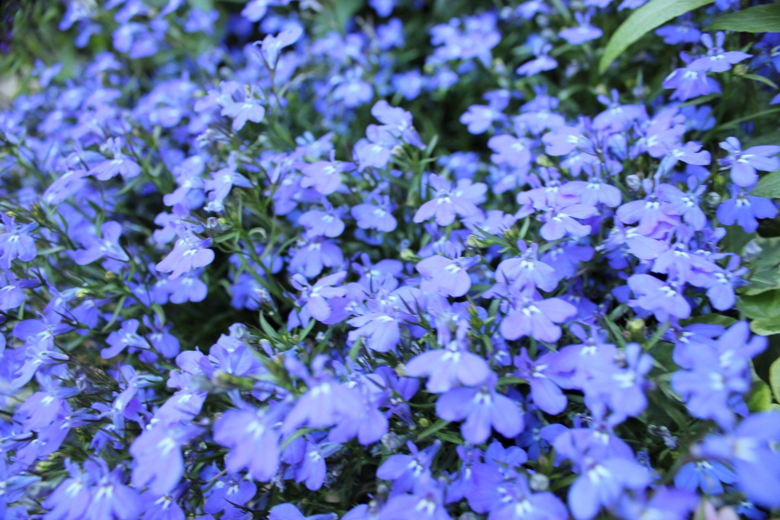 200 CAMBRIDGE BLUE LOBELIA REGATTA Erinus Flower Seeds *Comb S/H