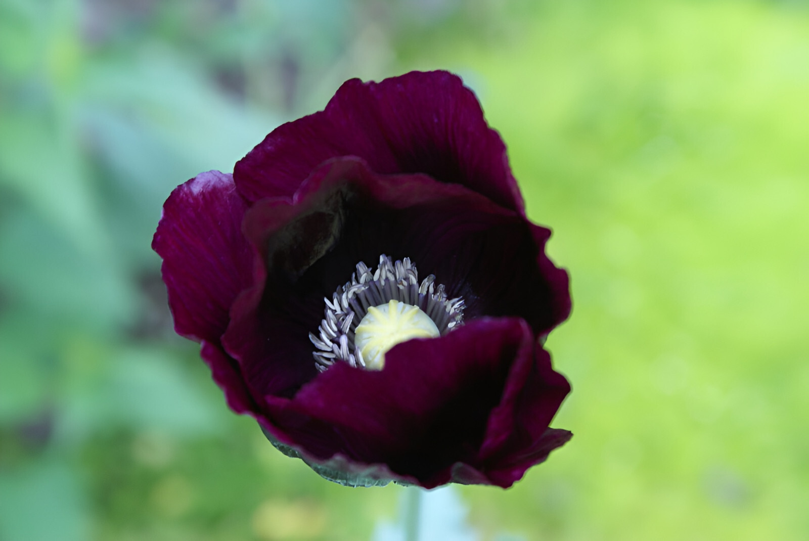 660 After Midnight Poppy Seeds – P. Somniferum –Dark Purple Breadseed Variety