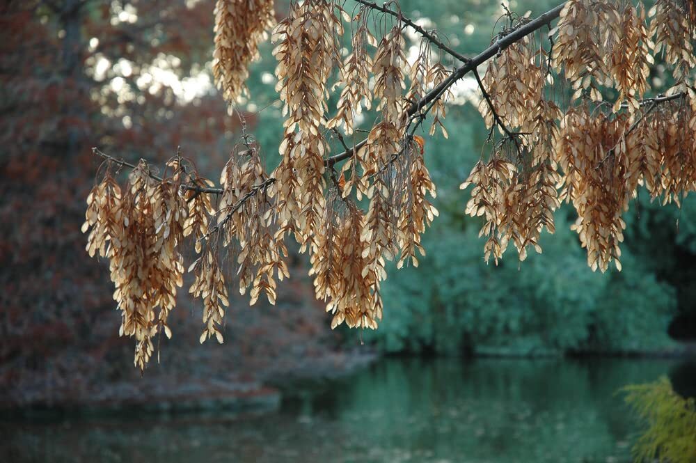 Boxelder Maple Tree Seeds for Planting – 30 Seeds -Acer negundo- Ships from Iowa
