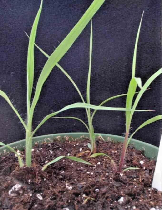 501+BIG BLUESTEM Seeds Native Tall Grass Prairie Ornamental Drought Heat Cold