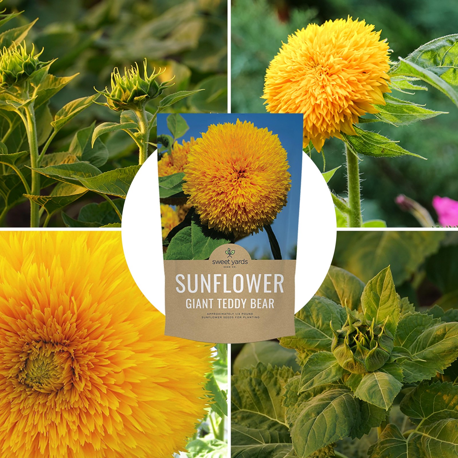 Giant Teddy Bear Sunflower Seeds – Bulk 1/4 Pound Bag – Over 5,000 Fresh Open…