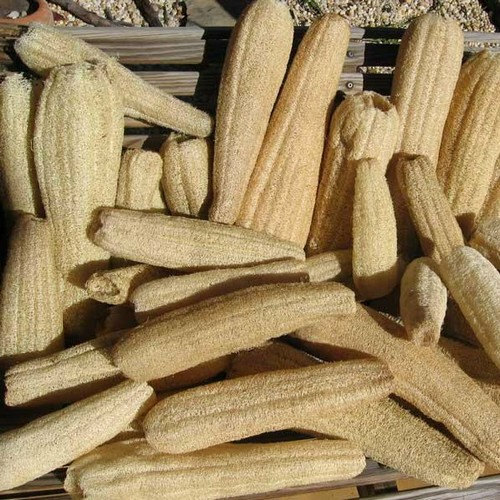 Luffa Gourd Sponge Seeds | Non-GMO | Heirloom | 25+ Fresh Garden Seeds from USA