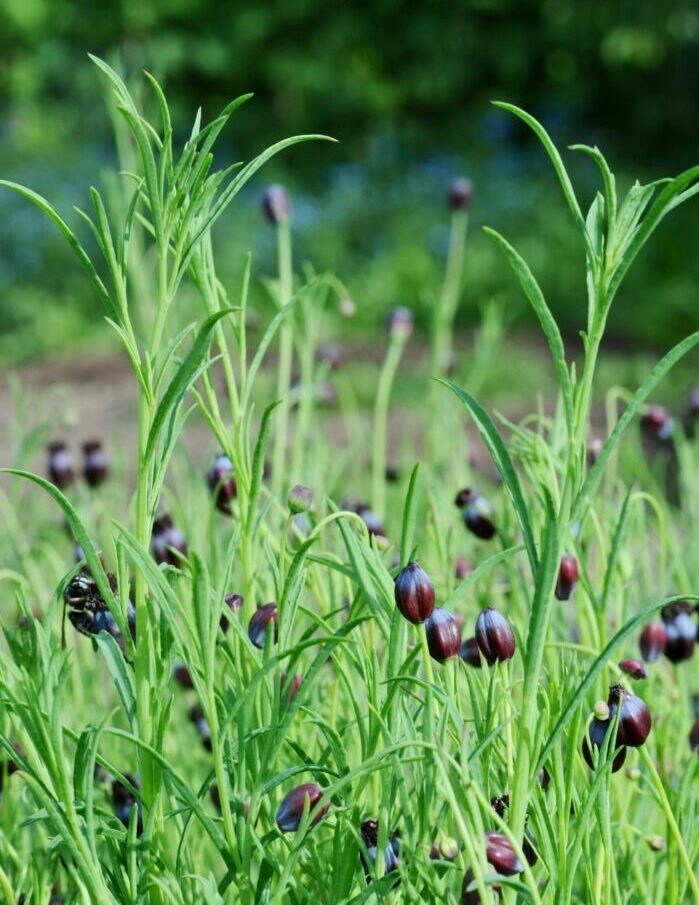 🌿Pipicha Seeds (0.40 Oz) Rare Authentic Mexican Herb Free Shipping