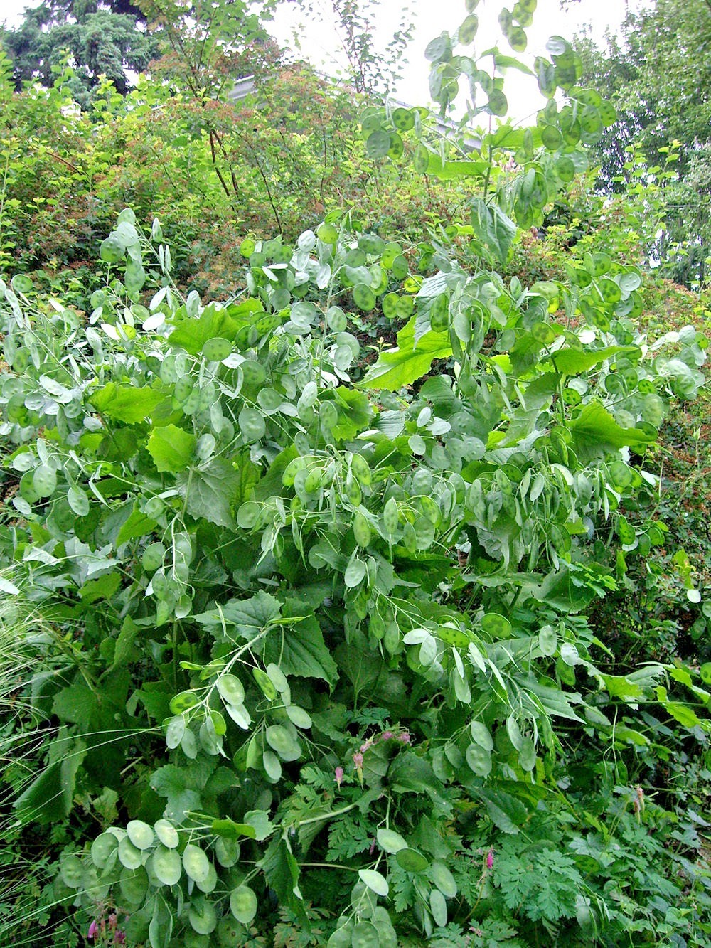 50+MONEY PLANT Flower Seeds Native Wildflower Ornamental Garden Container Easy