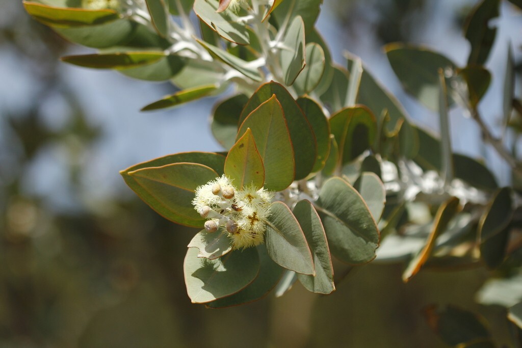 Eucalyptus pleurocarpa (tetragona) Seeds – ‘Tallerack’ – Silver Leaf