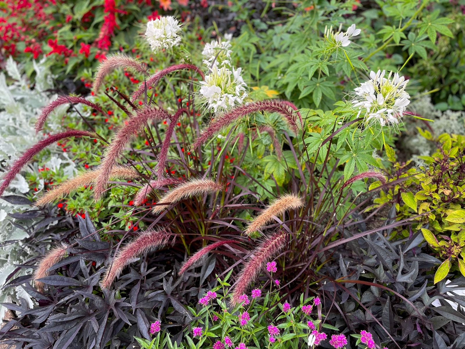 25 Dwarf Purple CHINESE FOUNTAIN GRASS Pennisetum Alopecuroides Hardy Ornamental