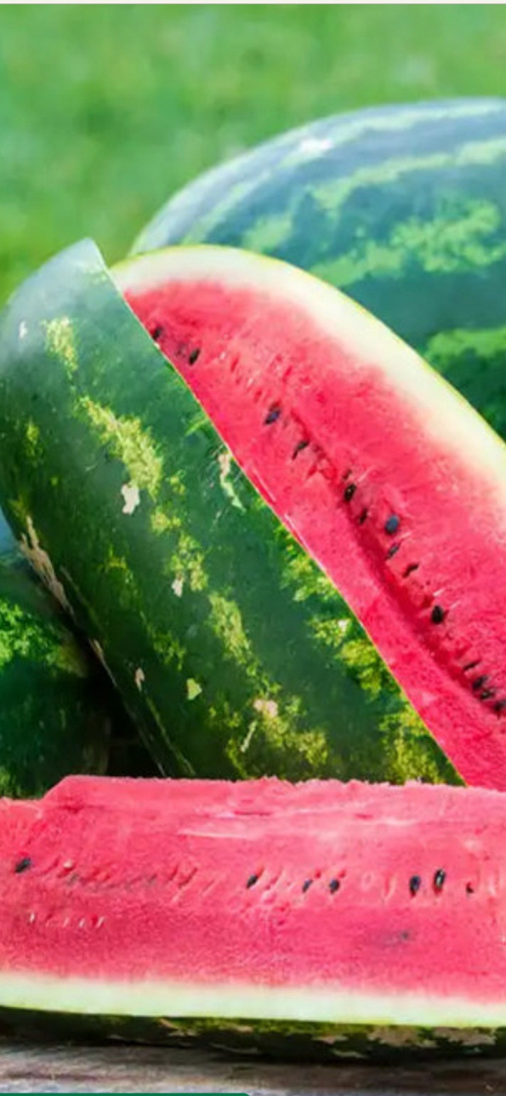 Watermelon Seeds Red-Yellow-Orange Meat Pecos Cantaloupe Seeds 100 Seed Mix Pac