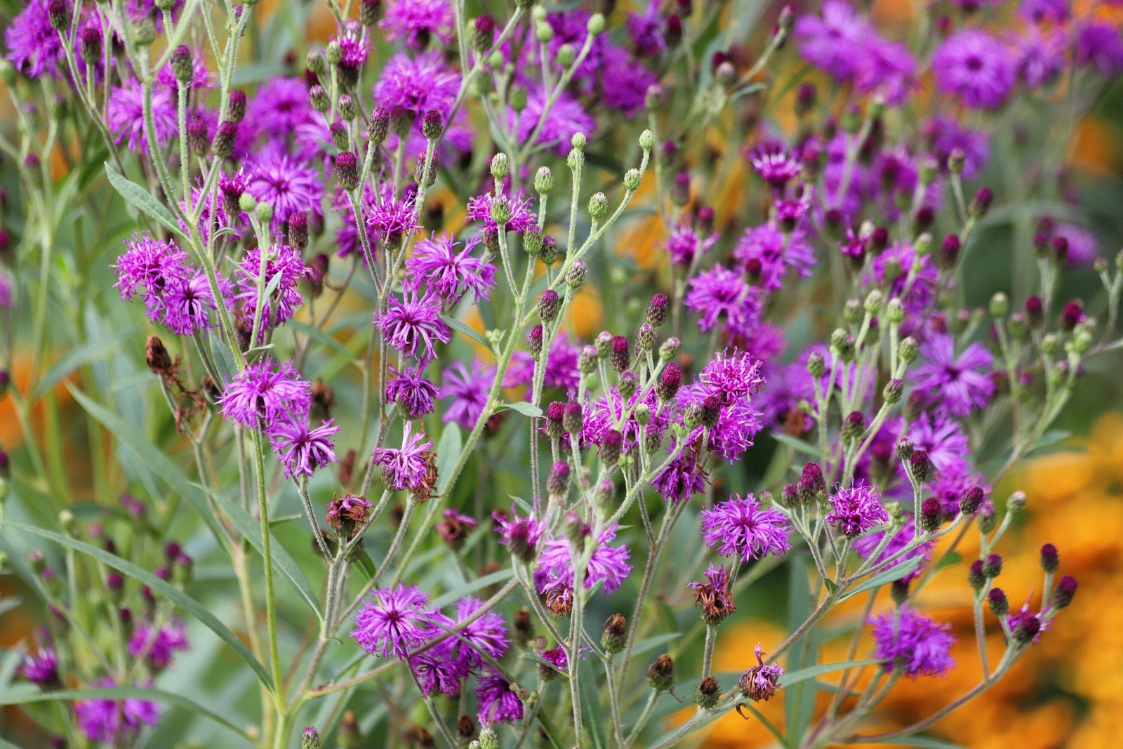 100 MISSOURI IRONWEED Monarch Flower Native Purple Vernonia Missurica Seeds