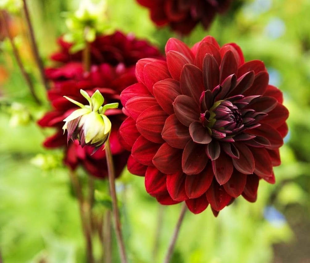100 pcs Perennial Dahlia Labyrinth Flower Seeds for Planting – Exotic Labyrinth