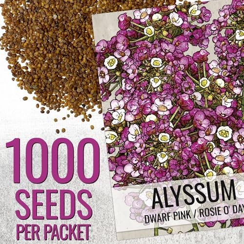 Dwarf Pink Alyssum Seeds for Planting – Heirloom & Open 1 Pack (1,000 Seeds)