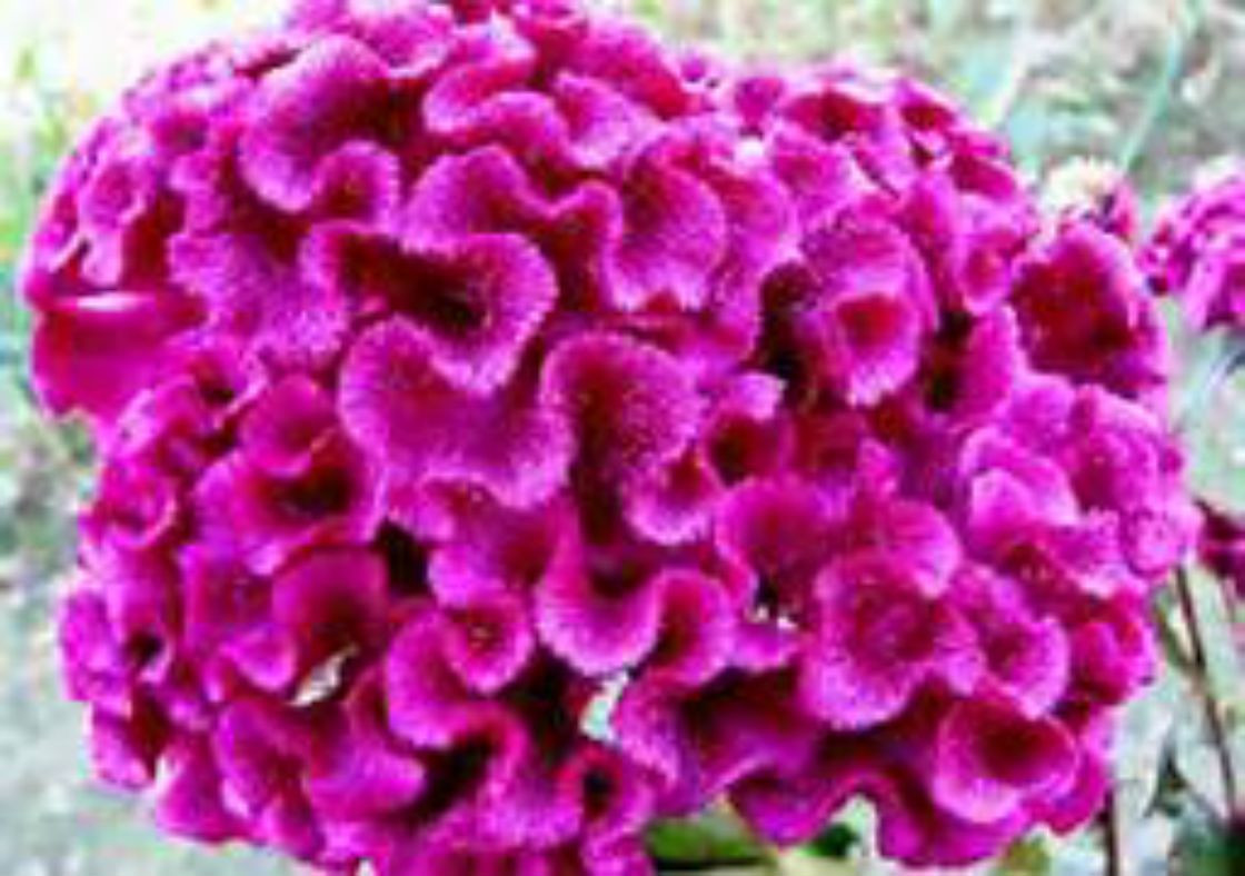HUGE Brain Celosia CRAZY MIXED COLORS 100 Seeds Comb. S/H OLD AMISH PLANT