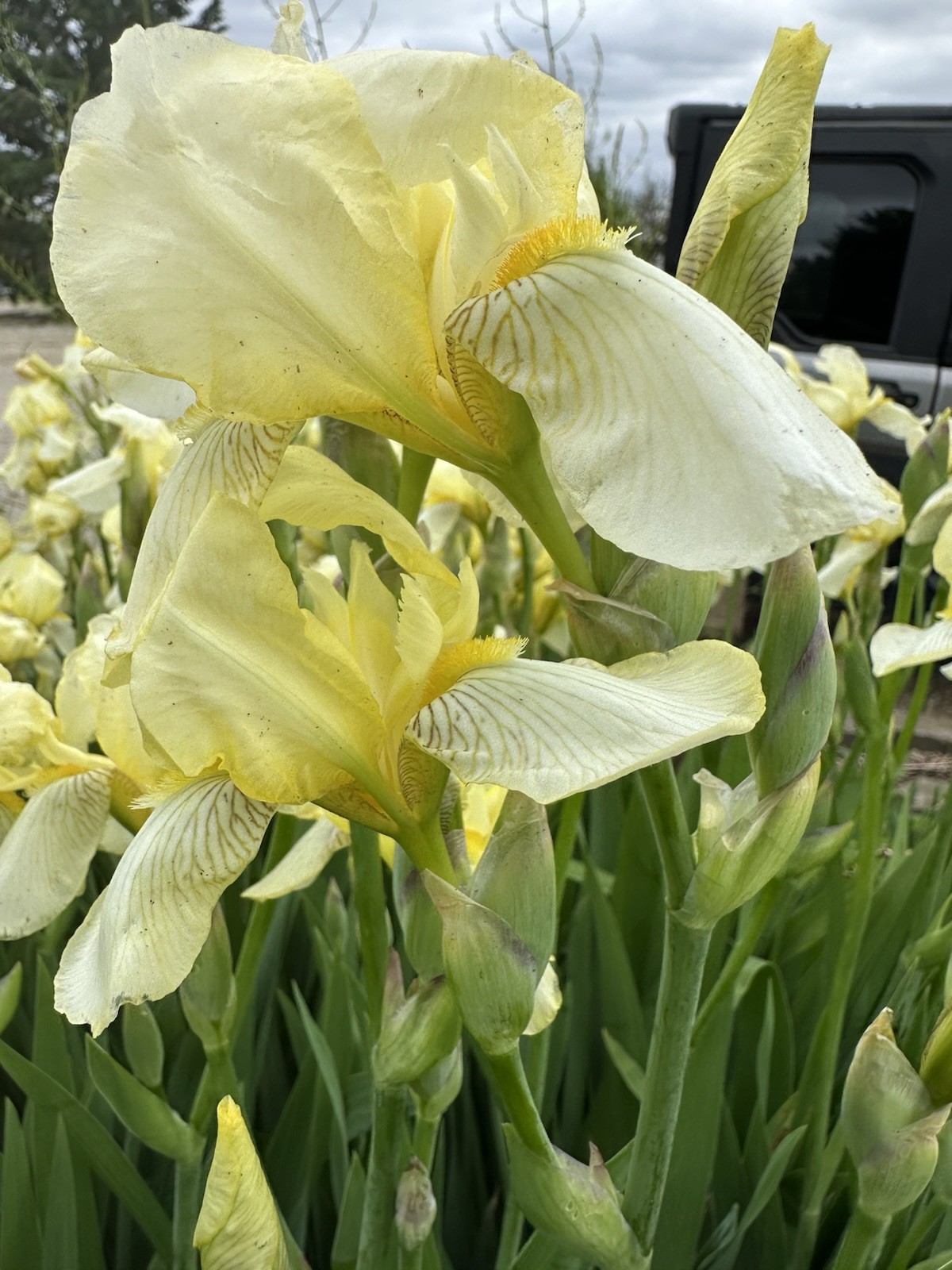 LOT of 7 Tall Yellow Old Fashioned Bearded Iris Rhizomes Bulbs